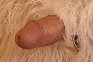 麻豆爆乳hdxoxoxo